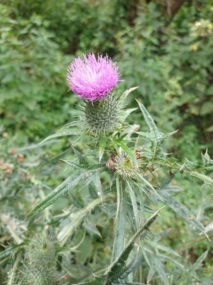 photo of Spear Thistle