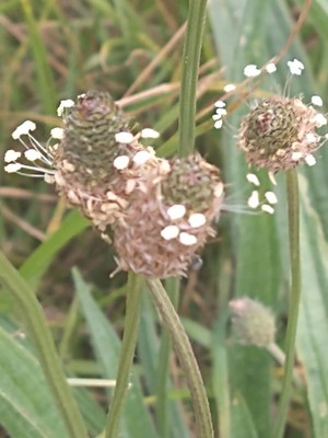photo of Ribwort Plantain