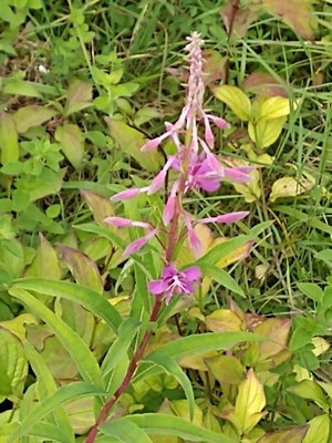 photo of Rosebay Willowherb