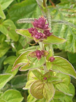 photo of Wild Marjoram