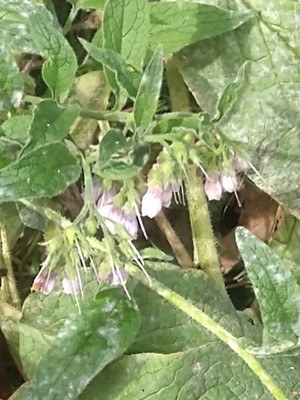 photo of Common Comfrey