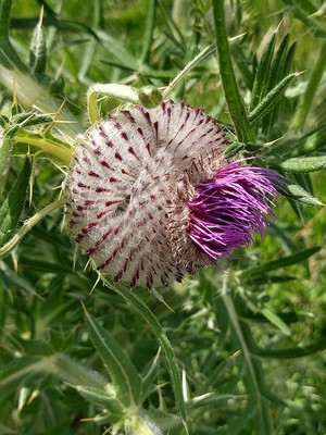 photo of Woolly Thistle