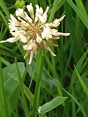 photo of White Clover