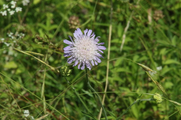 photo of Field Scabious