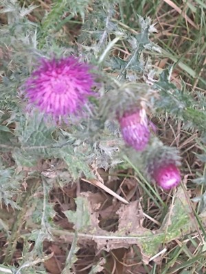 photo of Spear Thistle