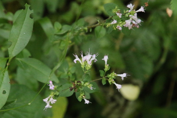 photo of Wild Marjoram