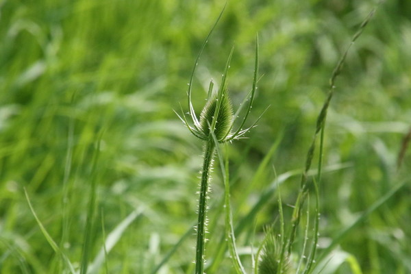 photo of Teasel