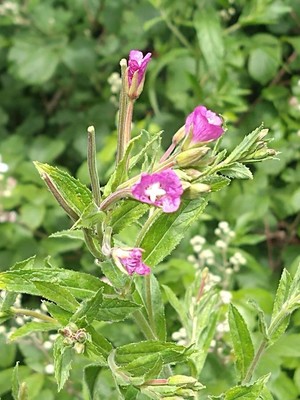 photo of Great Willowherb