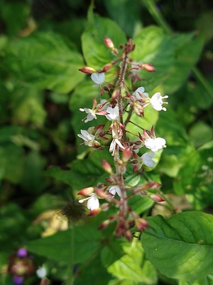 photo of Enchanter's Nightshade