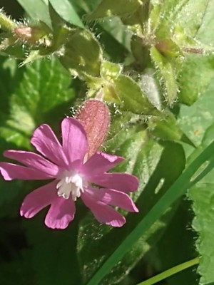 photo of Red Campion