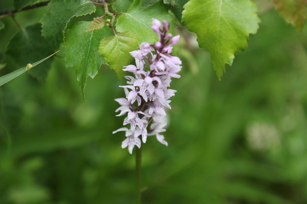 photo of Common Spotted Orchid
