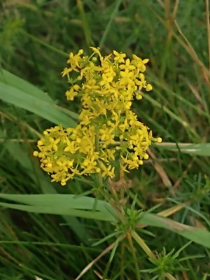 photo of Lady's Bedstraw