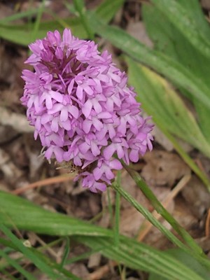 photo of Pyramidal Orchid