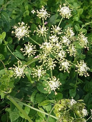 photo of Hogweed