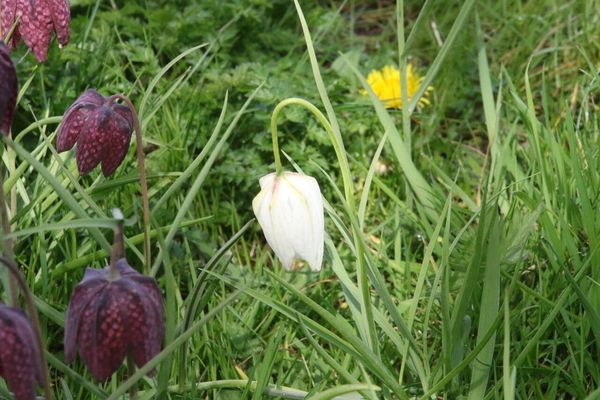 photo of Snake's Head Fritillary