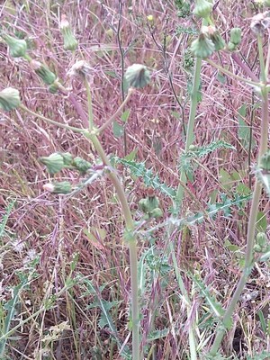 photo of Prickly Sow Thistle