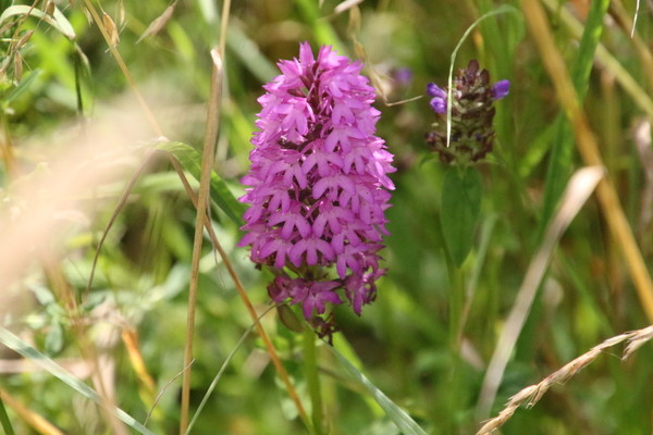 photo of Pyramidal Orchid