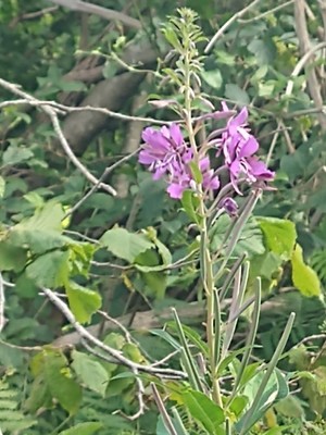 photo of Rosebay Willowherb