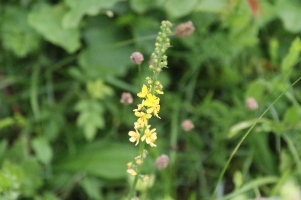 photo of Agrimony