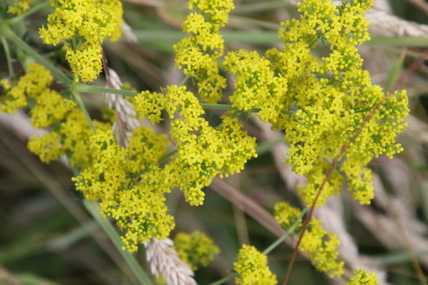 photo of Lady's Bedstraw