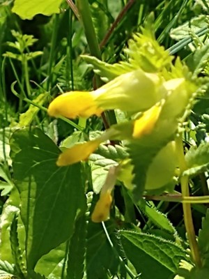 photo of Yellow Rattle