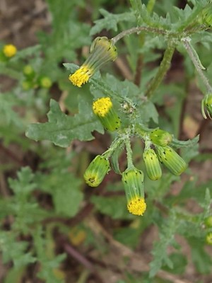 photo of Groundsel
