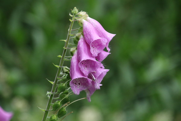 photo of Foxglove