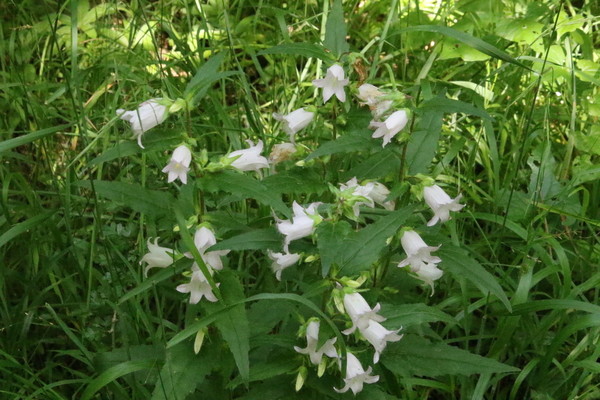photo of Nettle Leaved Bellflower