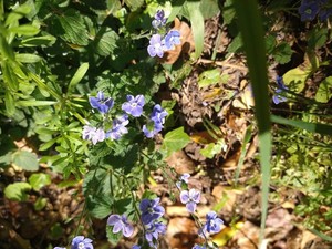 photo of Germander Speedwell