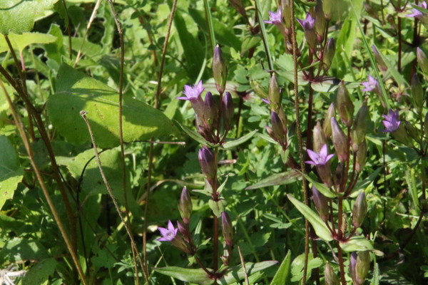 photo of Chiltern Gentian