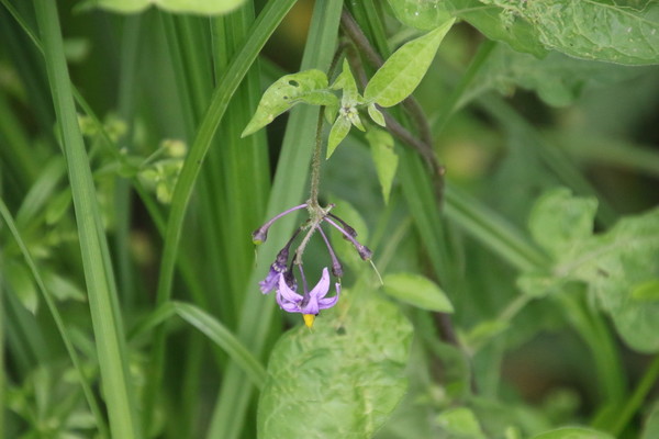 photo of Bittersweet