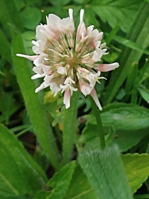 photo of White Clover