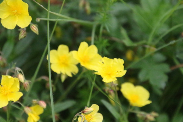photo of Common Rockrose