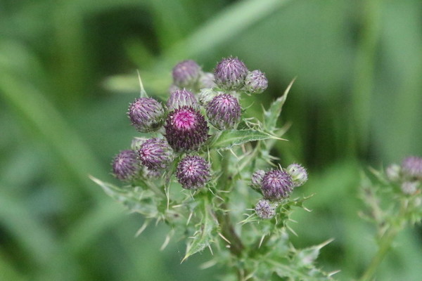 photo of Creeping Thistle