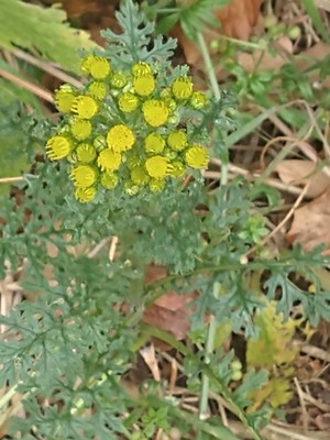 photo of Ragwort