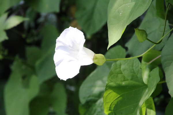 photo of Large Bindweed
