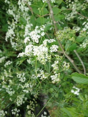 photo of Cow Parsley