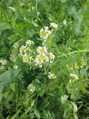 photo of Water Cress