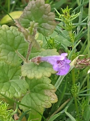 photo of Ground Ivy