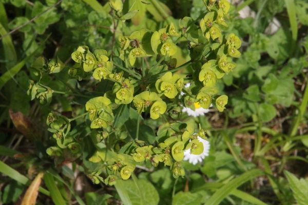 photo of Wood Spurge