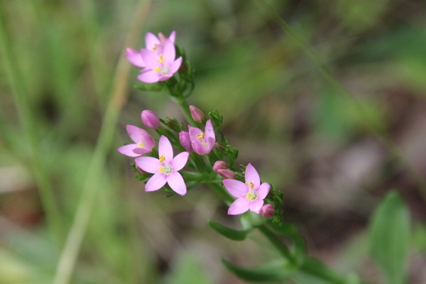 photo of Common Centaury