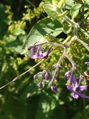 photo of Bittersweet