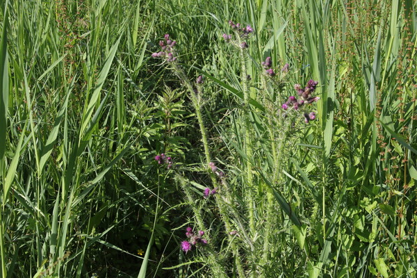 photo of Marsh Thistle
