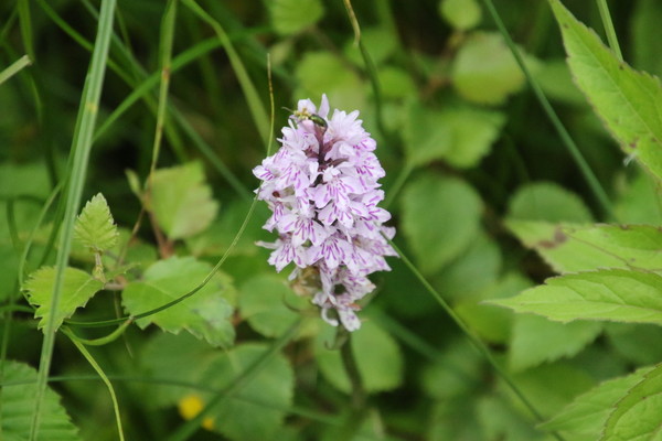 photo of Common Spotted Orchid