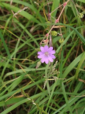 photo of Hedgerow Crane's Bill