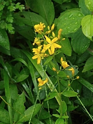 photo of Hairy St John's Wort