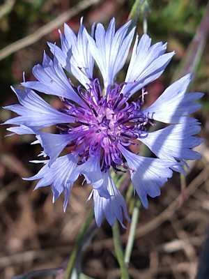 photo of Cornflower