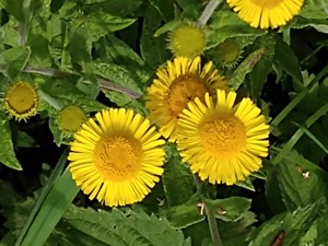 photo of Common Fleabane