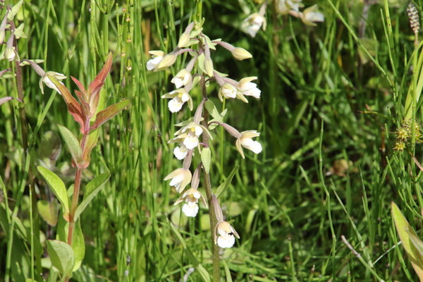 photo of Marsh Helleborine