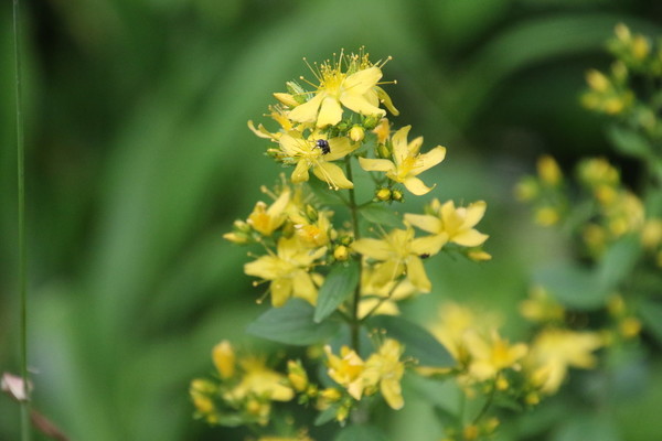photo of Hairy St John's Wort